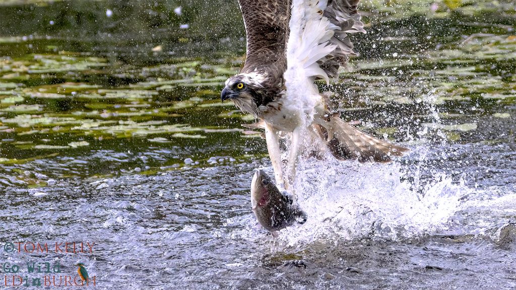 Tom Kelly - Scottish Wildlife Photographer GoWildInEdinburgh.co.uk TomKelly.co.uk