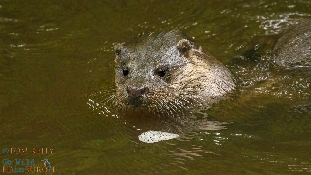 Tom Kelly - Scottish Wildlife Photographer GoWildInEdinburgh.co.uk TomKelly.co.uk