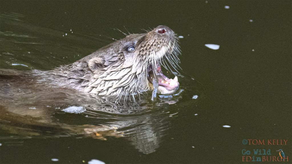 Tom Kelly - Scottish Wildlife Photographer GoWildInEdinburgh.co.uk TomKelly.co.uk
