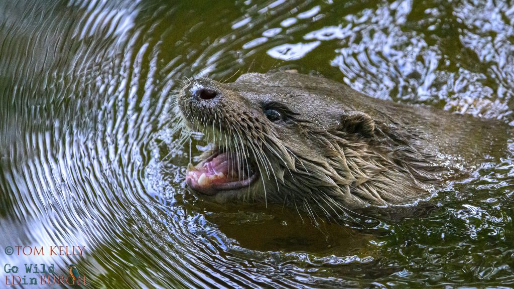 Tom Kelly - Scottish Wildlife Photographer GoWildInEdinburgh.co.uk TomKelly.co.uk
