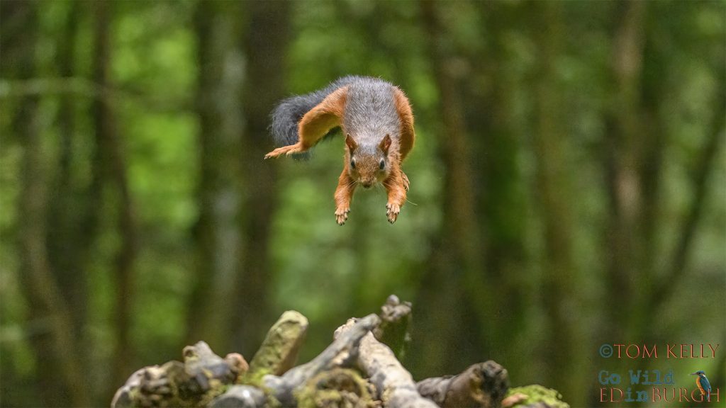 Tom Kelly - Scottish Wildlife Photographer GoWildInEdinburgh.co.uk TomKelly.co.uk