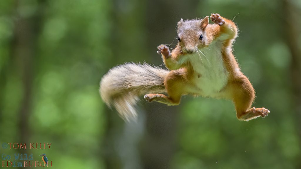 Tom Kelly - Scottish Wildlife Photographer GoWildInEdinburgh.co.uk TomKelly.co.uk