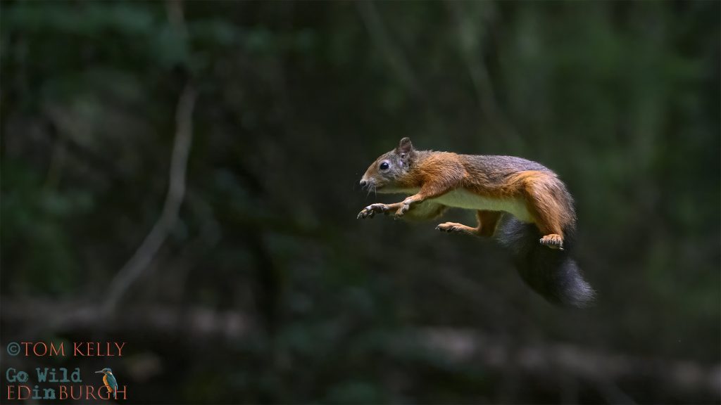 Tom Kelly - Scottish Wildlife Photographer GoWildInEdinburgh.co.uk TomKelly.co.uk