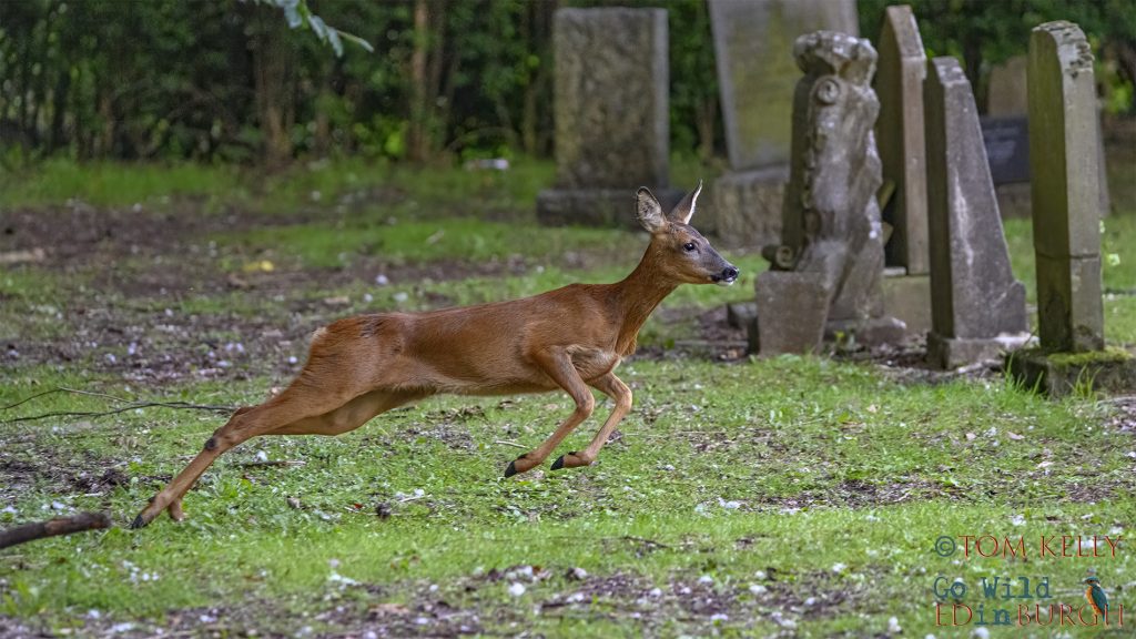 Tom Kelly - Scottish Wildlife Photographer GoWildInEdinburgh.co.uk TomKelly.co.uk