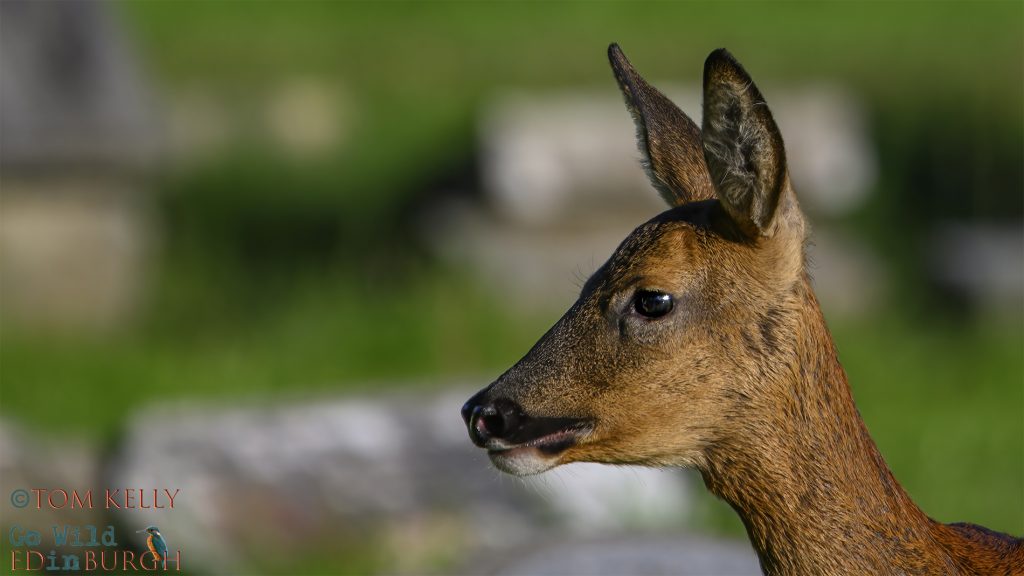 Tom Kelly - Scottish Wildlife Photographer GoWildInEdinburgh.co.uk TomKelly.co.uk