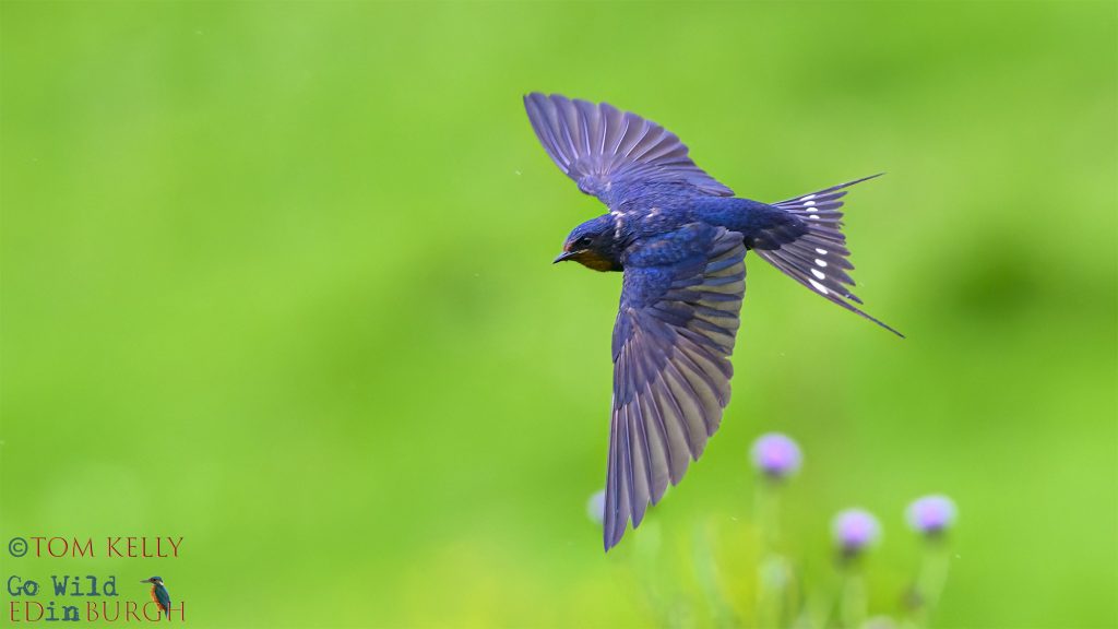 Tom Kelly - Scottish Wildlife Photographer GoWildInEdinburgh.co.uk TomKelly.co.uk