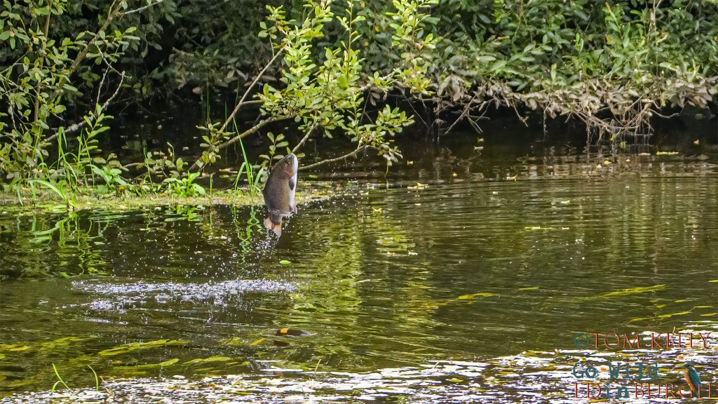 Tom Kelly - Scottish Wildlife Photographer GoWildInEdinburgh.co.uk TomKelly.co.uk