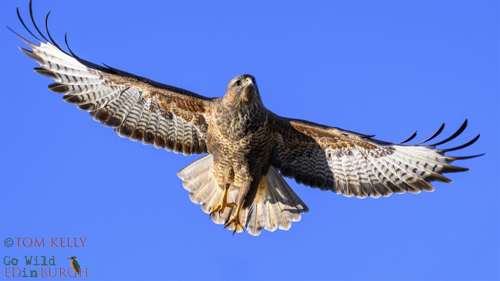 Tom Kelly - Scottish Wildlife Photographer GoWildInEdinburgh.co.uk TomKelly.co.uk