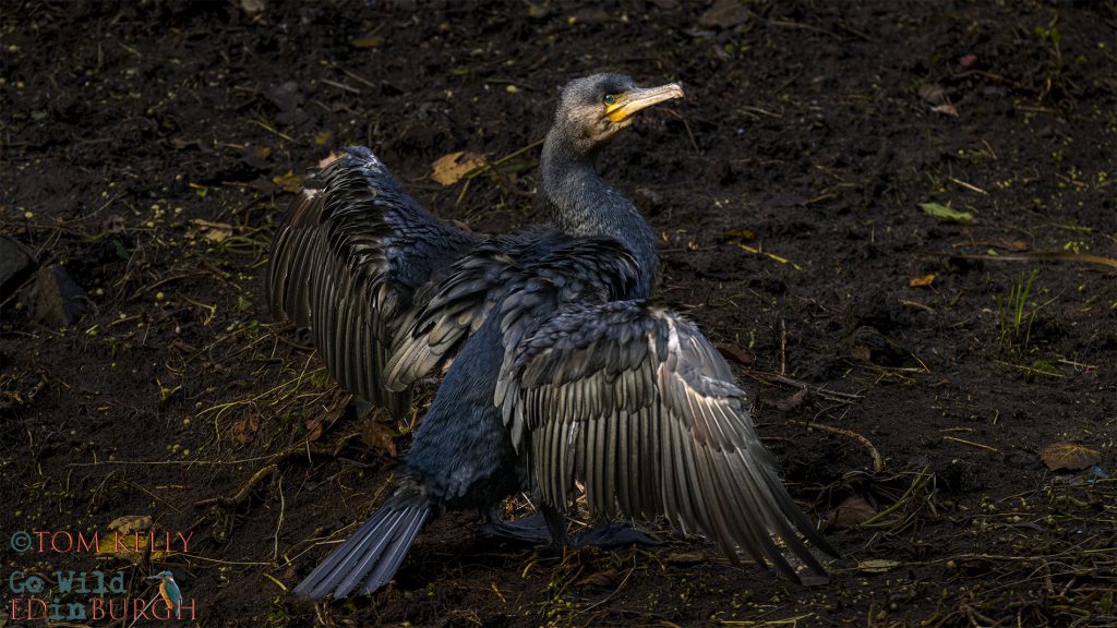 Tom Kelly - Scottish Wildlife Photographer GoWildInEdinburgh.co.uk TomKelly.co.uk