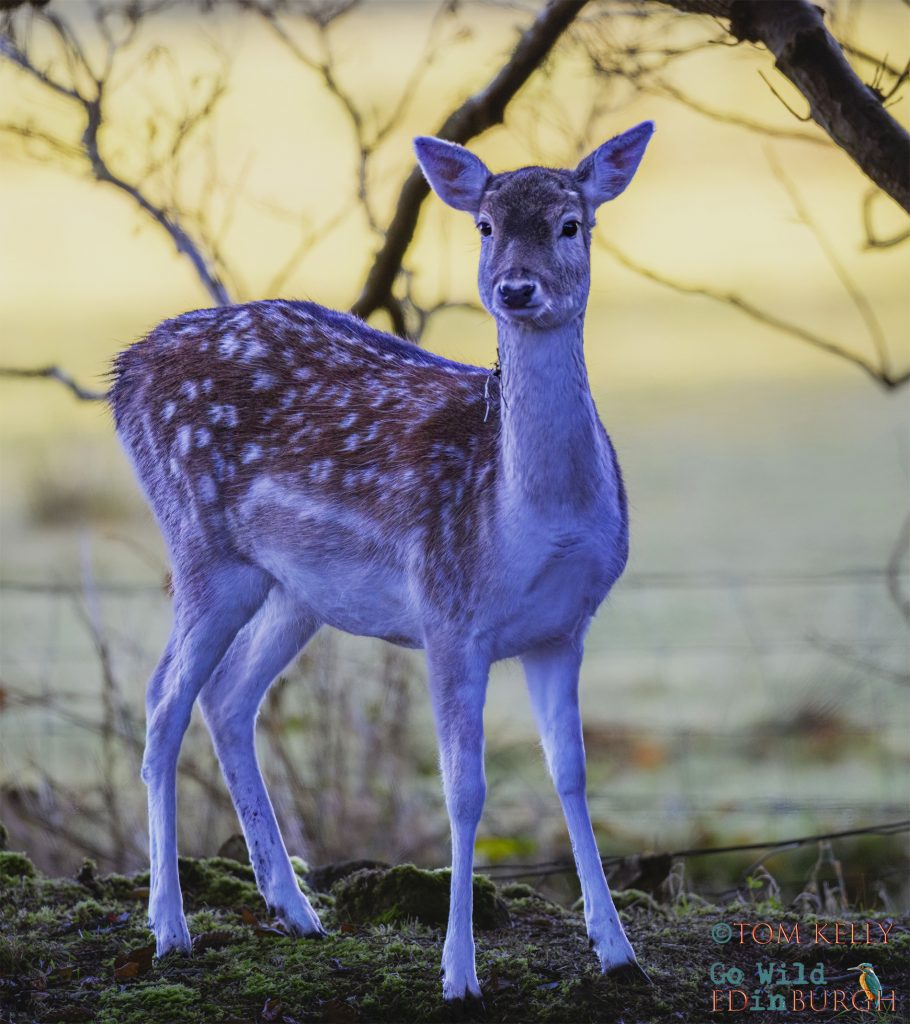 Tom Kelly - Scottish Wildlife Photographer GoWildInEdinburgh.co.uk TomKelly.co.uk