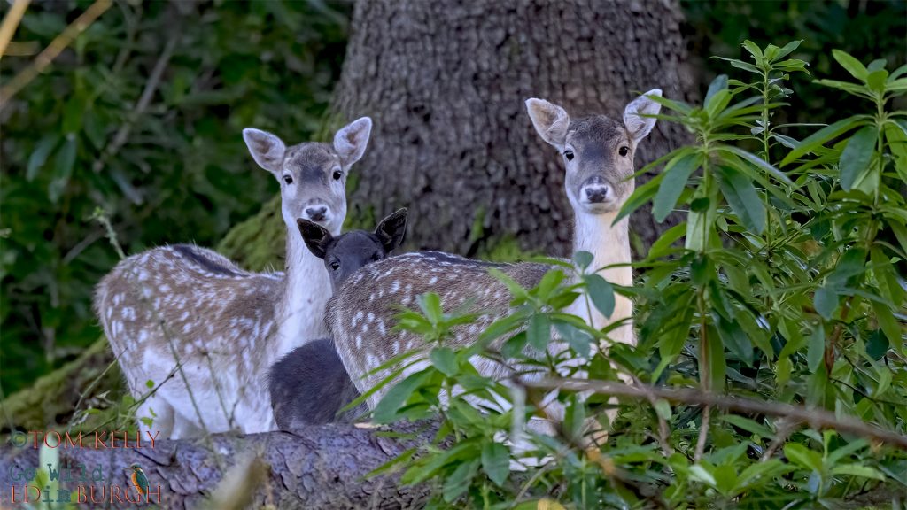 Tom Kelly - Scottish Wildlife Photographer GoWildInEdinburgh.co.uk TomKelly.co.uk