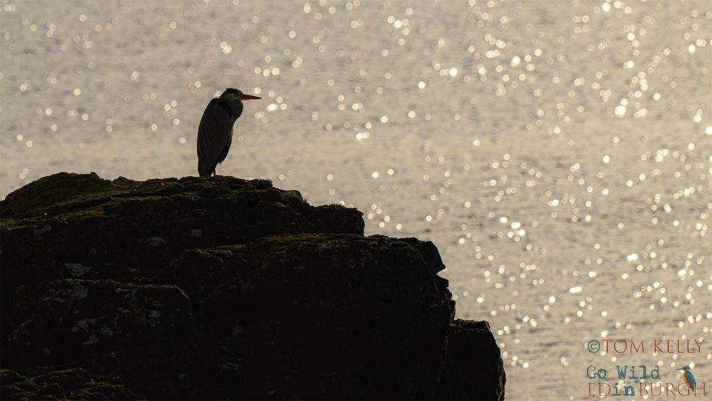 Tom Kelly - Scottish Wildlife Photographer GoWildInEdinburgh.co.uk TomKelly.co.uk