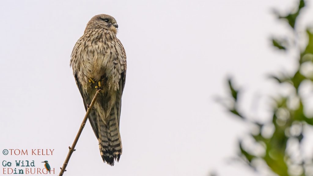 Tom Kelly - Scottish Wildlife Photographer GoWildInEdinburgh.co.uk TomKelly.co.uk
