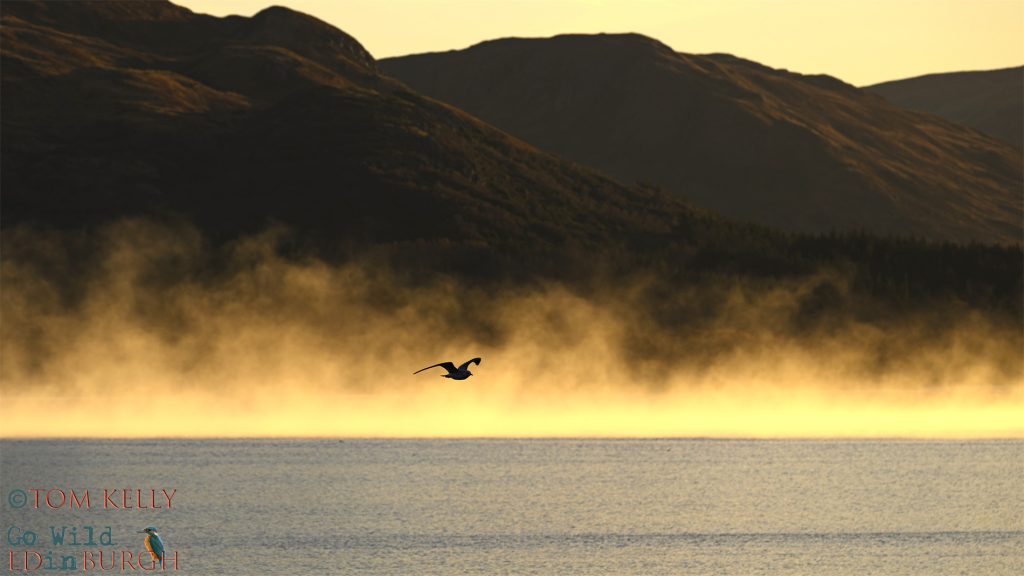 Tom Kelly - Scottish Wildlife Photographer GoWildInEdinburgh.co.uk TomKelly.co.uk