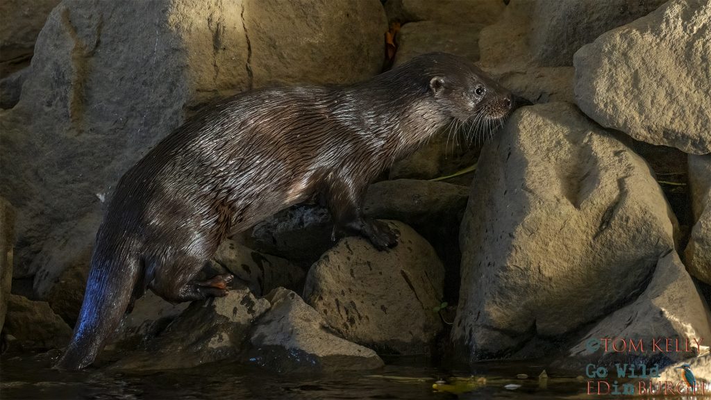 Tom Kelly - Scottish Wildlife Photographer GoWildInEdinburgh.co.uk TomKelly.co.uk