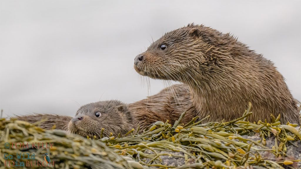 Tom Kelly - Scottish Wildlife Photographer GoWildInEdinburgh.co.uk TomKelly.co.uk