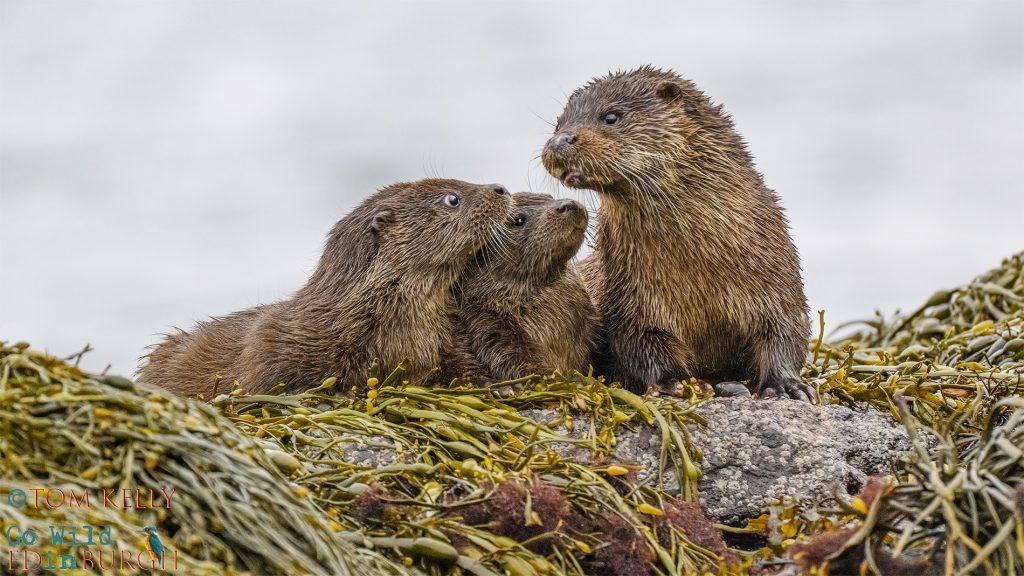 Tom Kelly - Scottish Wildlife Photographer GoWildInEdinburgh.co.uk TomKelly.co.uk