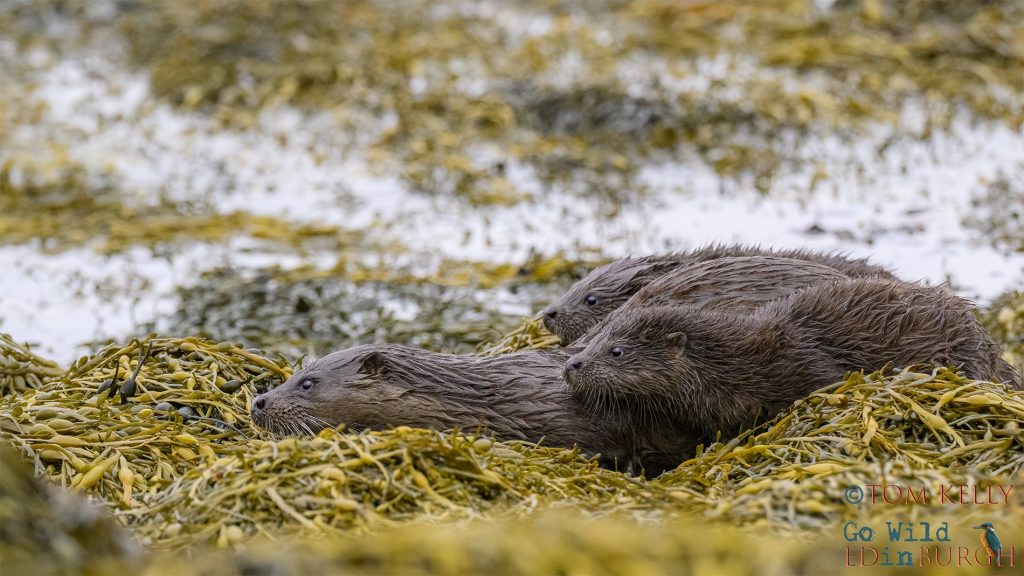 Tom Kelly - Scottish Wildlife Photographer GoWildInEdinburgh.co.uk TomKelly.co.uk