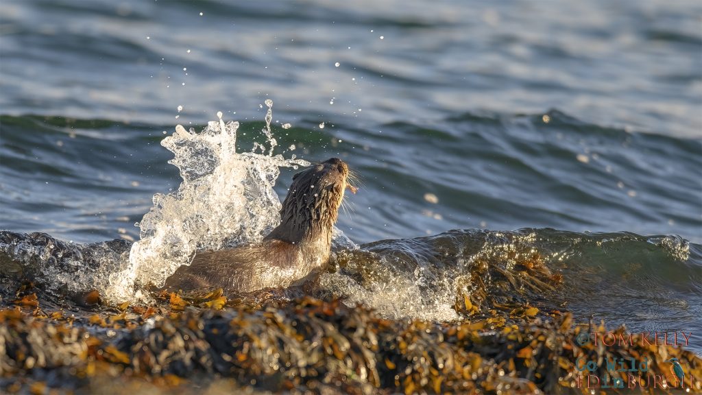 Tom Kelly - Scottish Wildlife Photographer GoWildInEdinburgh.co.uk TomKelly.co.uk