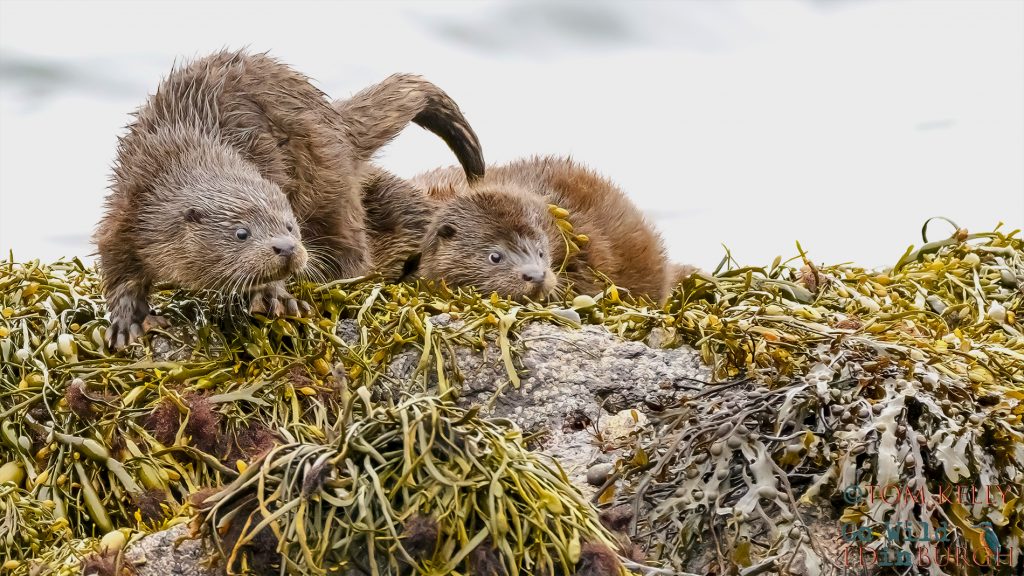 Tom Kelly - Scottish Wildlife Photographer GoWildInEdinburgh.co.uk TomKelly.co.uk