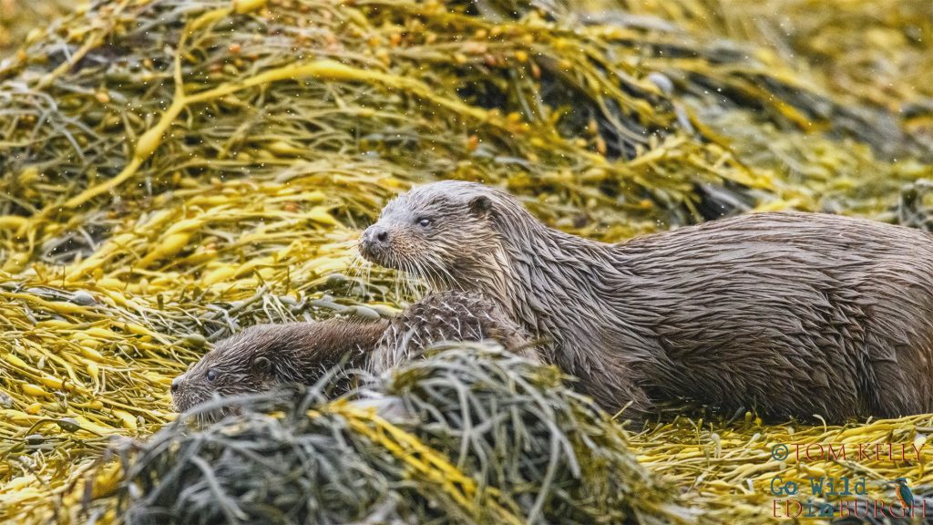 Tom Kelly - Scottish Wildlife Photographer GoWildInEdinburgh.co.uk TomKelly.co.uk