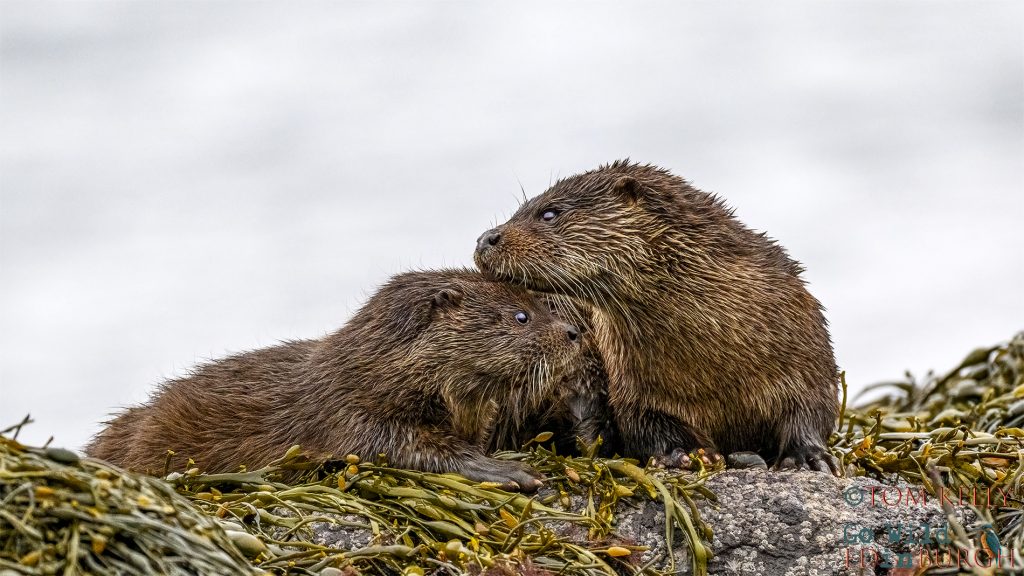 Tom Kelly - Scottish Wildlife Photographer GoWildInEdinburgh.co.uk TomKelly.co.uk