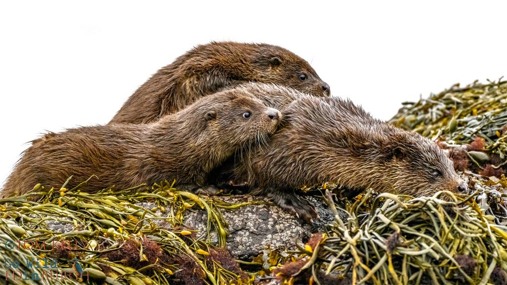 Tom Kelly - Scottish Wildlife Photographer GoWildInEdinburgh.co.uk TomKelly.co.uk