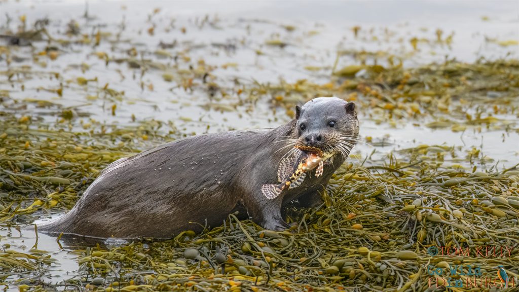Tom Kelly - Scottish Wildlife Photographer GoWildInEdinburgh.co.uk TomKelly.co.uk