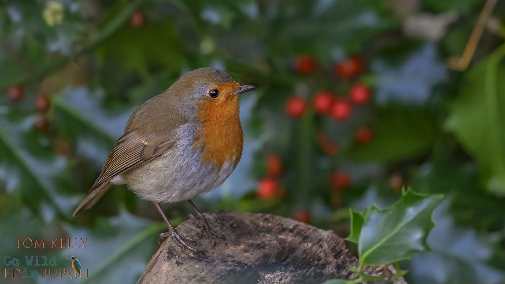 Tom Kelly - Scottish Wildlife Photographer GoWildInEdinburgh.co.uk TomKelly.co.uk