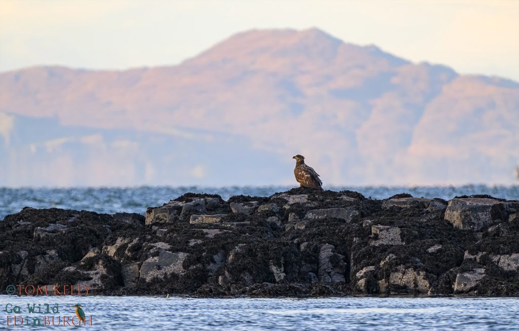 Tom Kelly - Scottish Wildlife Photographer GoWildInEdinburgh.co.uk TomKelly.co.uk