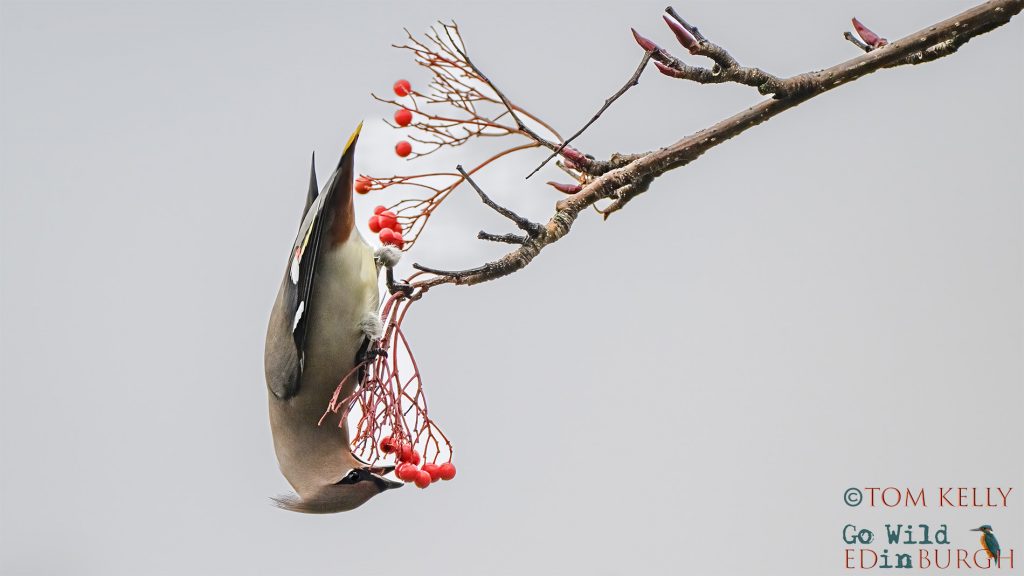 Tom Kelly - Scottish Wildlife Photographer GoWildInEdinburgh.co.uk TomKelly.co.uk