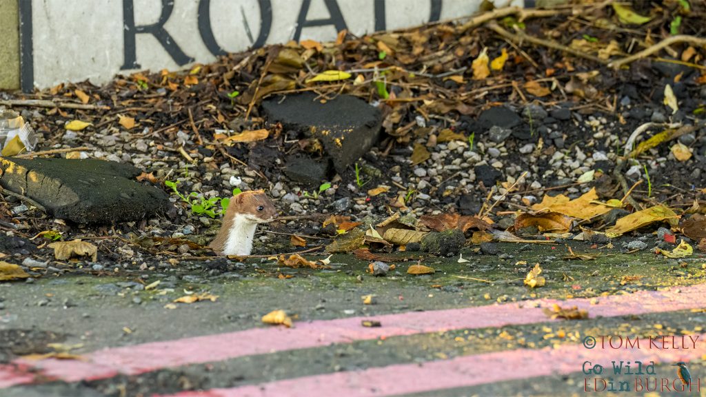 Tom Kelly - Scottish Wildlife Photographer GoWildInEdinburgh.co.uk TomKelly.co.uk