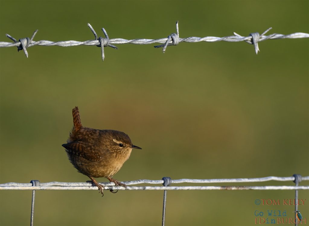 Tom Kelly - Scottish Wildlife Photographer GoWildInEdinburgh.co.uk TomKelly.co.uk