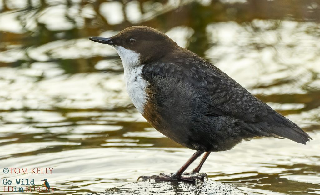 Tom Kelly - Scottish Wildlife Photographer GoWildInEdinburgh.co.uk TomKelly.co.uk