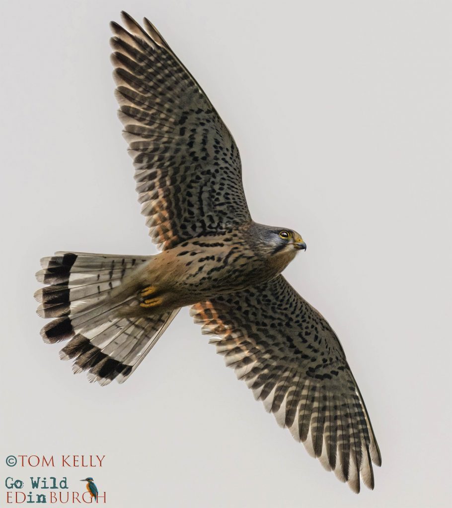 Tom Kelly - Scottish Wildlife Photographer GoWildInEdinburgh.co.uk TomKelly.co.uk