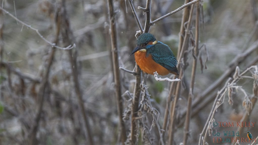 Tom Kelly - Scottish Wildlife Photographer GoWildInEdinburgh.co.uk TomKelly.co.uk