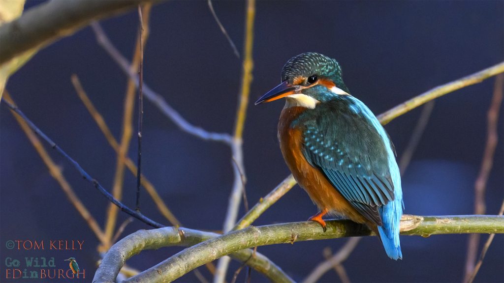 Tom Kelly - Scottish Wildlife Photographer GoWildInEdinburgh.co.uk TomKelly.co.uk