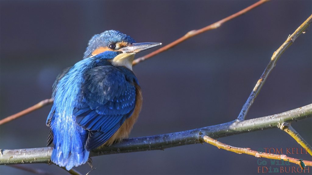 Tom Kelly - Scottish Wildlife Photographer GoWildInEdinburgh.co.uk TomKelly.co.uk