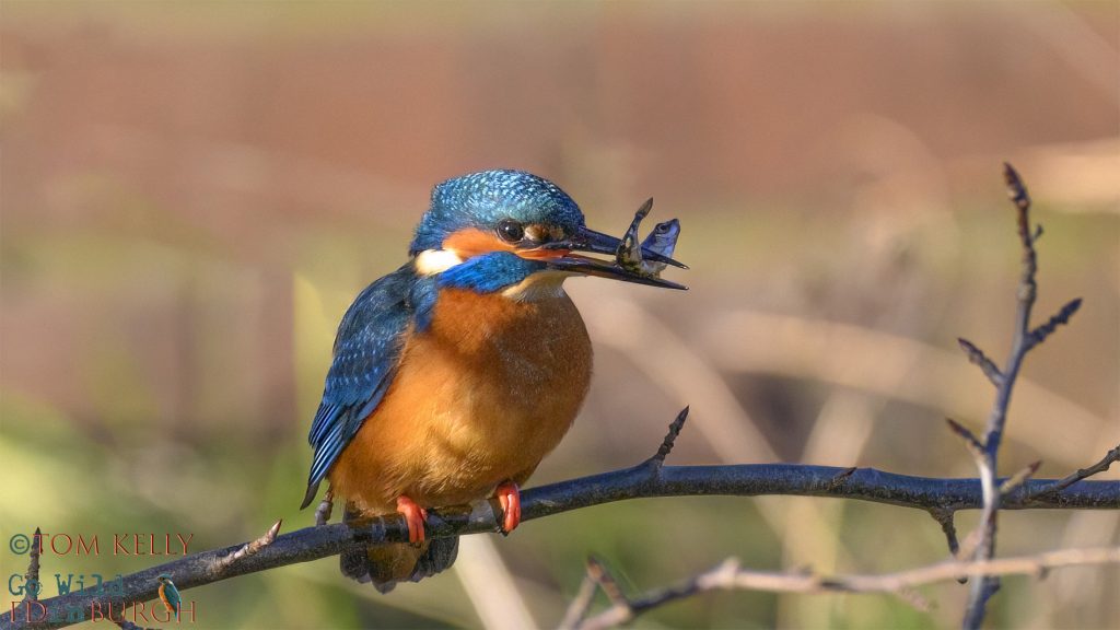 Tom Kelly - Scottish Wildlife Photographer GoWildInEdinburgh.co.uk TomKelly.co.uk