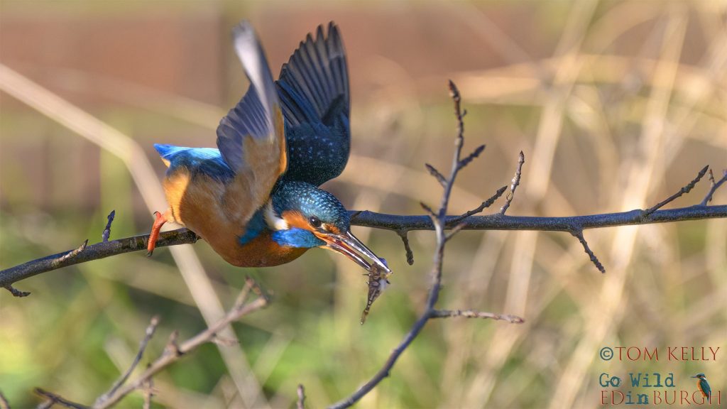 Tom Kelly - Scottish Wildlife Photographer GoWildInEdinburgh.co.uk TomKelly.co.uk