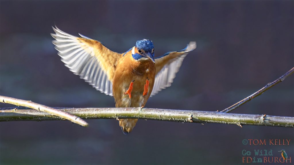 Tom Kelly - Scottish Wildlife Photographer GoWildInEdinburgh.co.uk TomKelly.co.uk