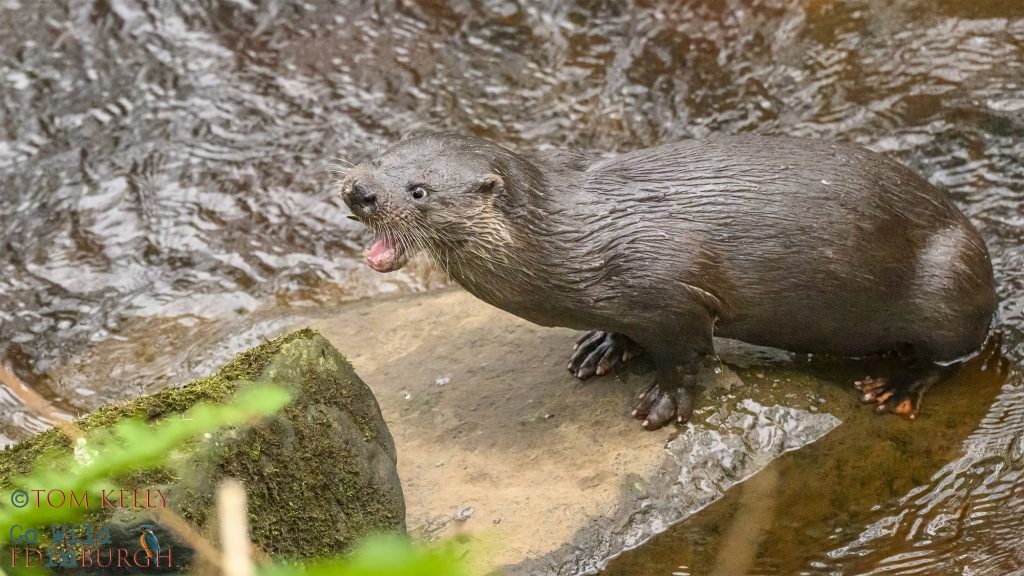 Tom Kelly - Scottish Wildlife Photographer GoWildInEdinburgh.co.uk TomKelly.co.uk