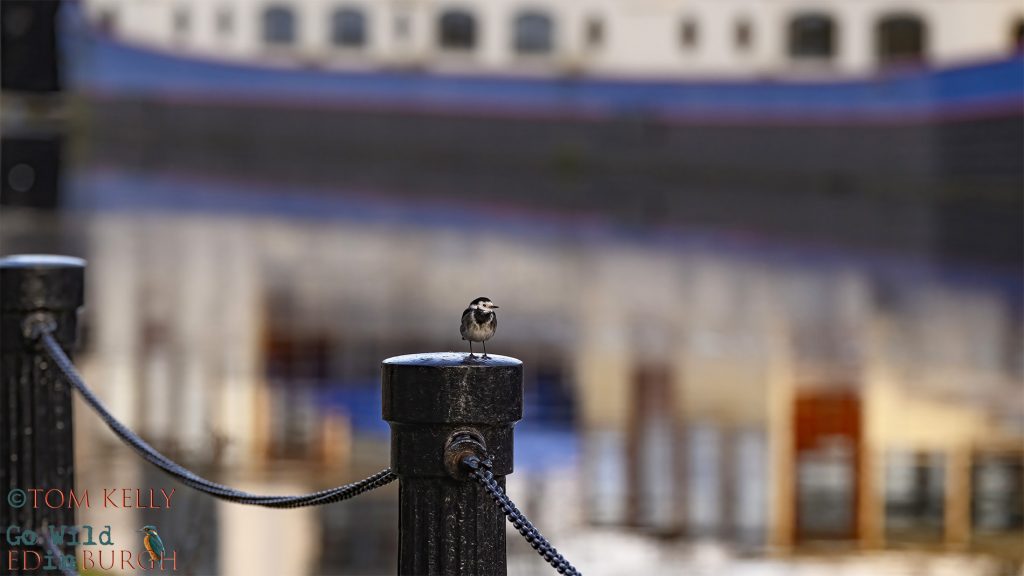 Tom Kelly - Scottish Wildlife Photographer GoWildInEdinburgh.co.uk TomKelly.co.uk