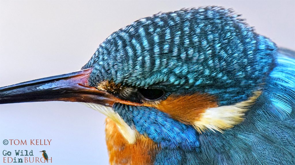 Tom Kelly - Scottish Wildlife Photographer GoWildInEdinburgh.co.uk TomKelly.co.uk