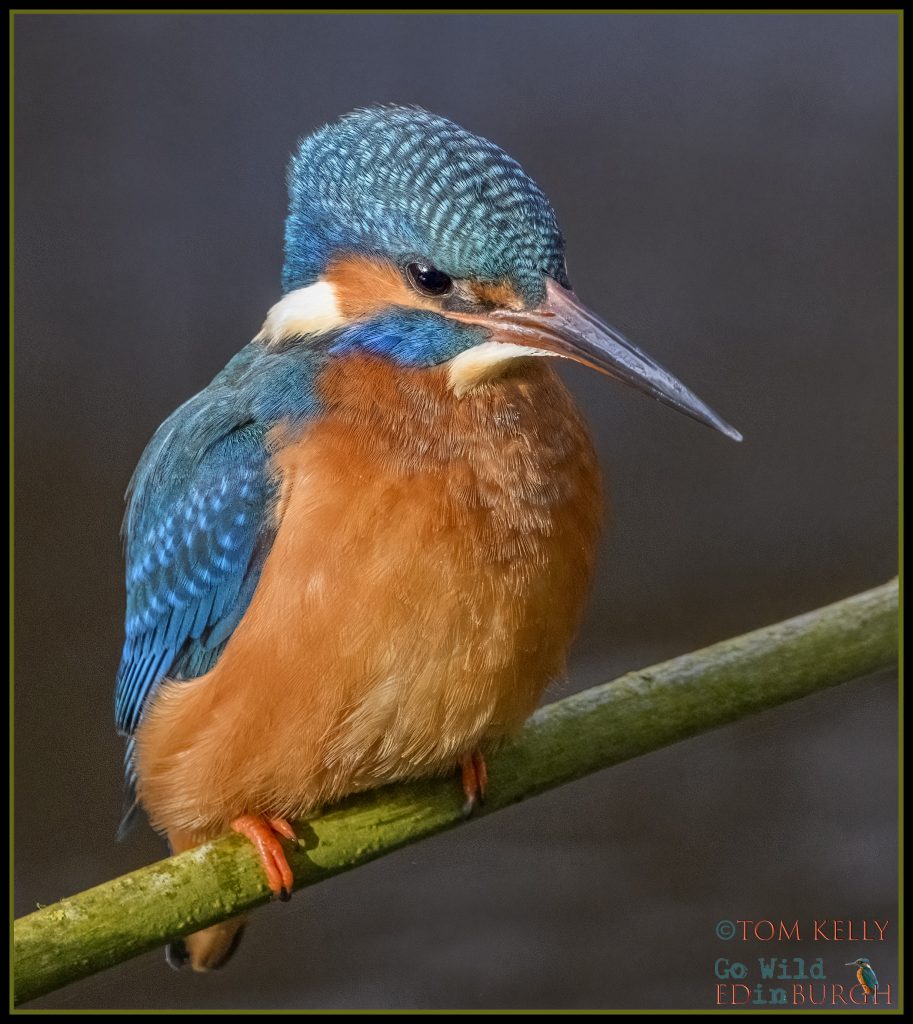 Tom Kelly - Scottish Wildlife Photographer GoWildInEdinburgh.co.uk TomKelly.co.uk