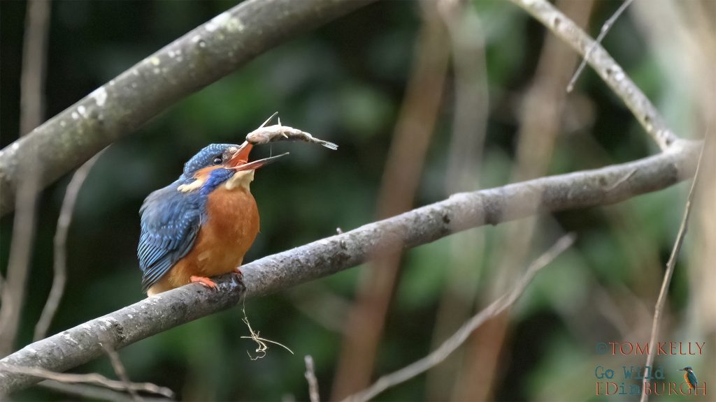Tom Kelly - Scottish Wildlife Photographer GoWildInEdinburgh.co.uk TomKelly.co.uk