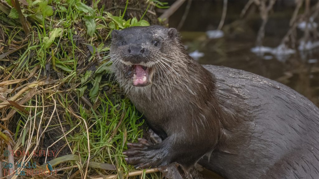 Tom Kelly - Scottish Wildlife Photographer GoWildInEdinburgh.co.uk TomKelly.co.uk