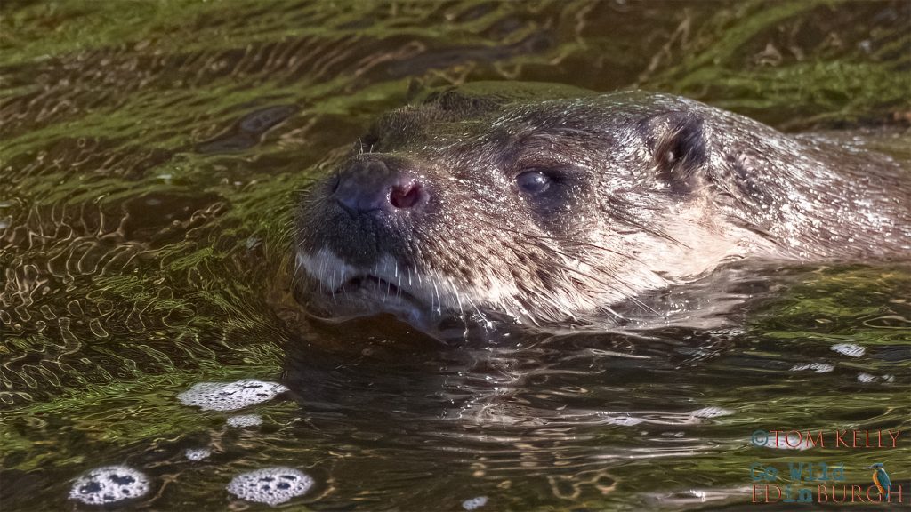 Tom Kelly - Scottish Wildlife Photographer GoWildInEdinburgh.co.uk TomKelly.co.uk