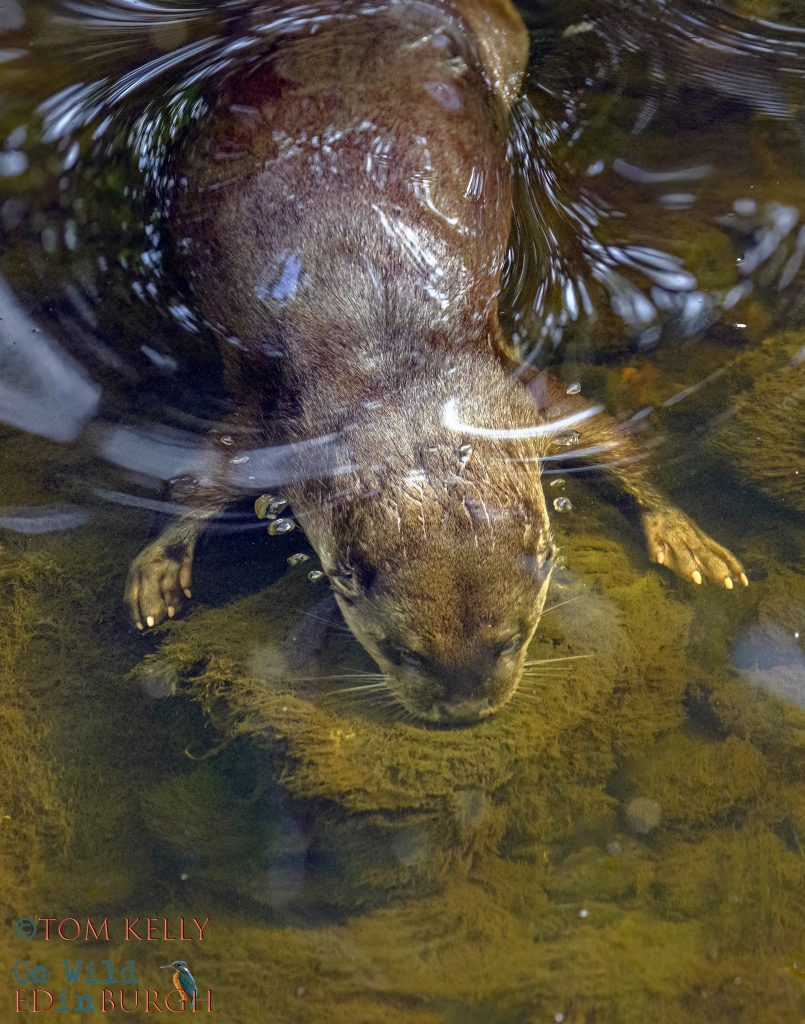 Tom Kelly - Scottish Wildlife Photographer GoWildInEdinburgh.co.uk TomKelly.co.uk