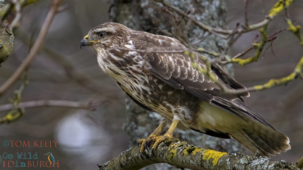 Tom Kelly - Scottish Wildlife Photographer GoWildInEdinburgh.co.uk TomKelly.co.uk